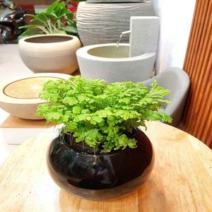 Chậu cây Composite 14